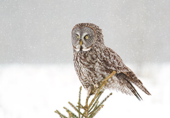 Great grey owl perched in a pine tree hunting in winter in Canada