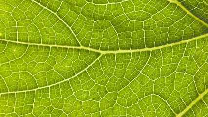 A close-up of a pumpkin leaf.