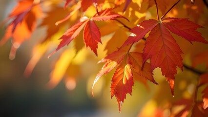 Obraz premium Vibrant Autumn Leaves Close-Up, Sun-Drenched Orange and Yellow Maple Foliage with Shallow Depth of Field and Purple Hues