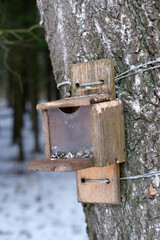 Bird and squirrel feeder with seeds, wooden feeder with plastic screen in the forest