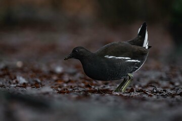 Young common moorhen (Gallinula chloropus) standing on the ground and looking for food