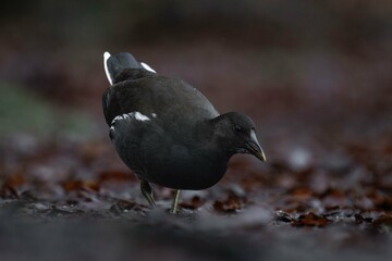 Young common moorhen (Gallinula chloropus) standing on the ground and looking for food