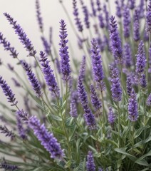 Obraz premium A cluster of fragrant lavender, showcasing intricate details on white , illustration, background
