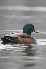 Mallard duck swimming on the water