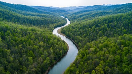 Aerial Perspective of a Winding River Flowing Through a Lush Forest Landscape