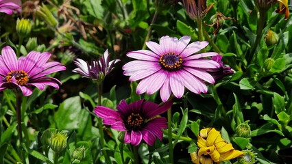 Obraz premium Close up view of Purple Osteospermum flowers.
