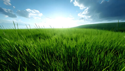 Fototapeta premium Grassland, sky view, natural environment
