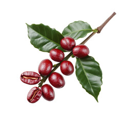 Ripe red coffee cherries with green leaves on branch, isolated on white