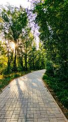 A path in the park between trees through which the setting sun shines.