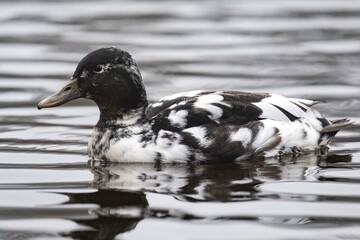 Black and white hybrid mallard duck swimming on a lake