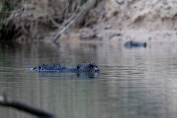 shot of a wild beaver swimming in a river, nature series