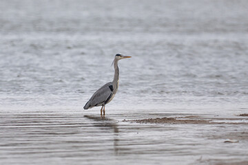 great blue heron ardea cinerea, bird in the Vistula river