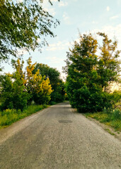 Road among the trees.
