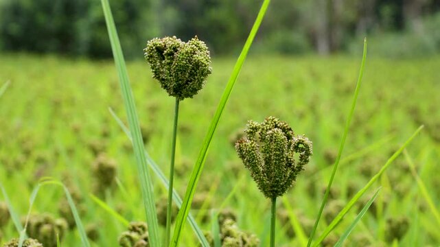 Eleusine coracana or finger millet plants in Nepal