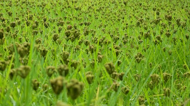 Eleusine coracana or finger millet plants in Nepal