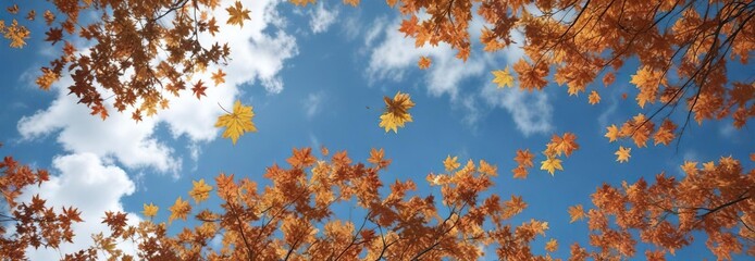 Falling maple leaves against a clear blue sky with few white clouds, falling leaves, maple trees, outdoor scene