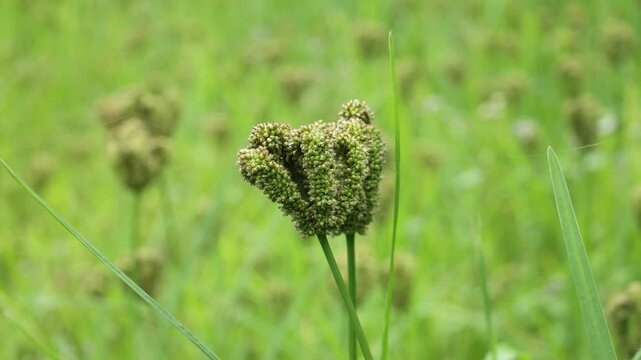 Eleusine coracana or finger millet plants in Nepal