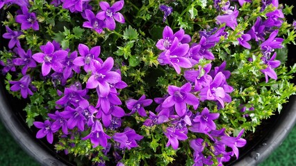 Close up view of Campanula Ambella flowers.