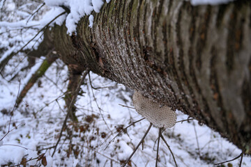 Abandoned honeycomb from bees outdoors on a tree trunk in winter.
