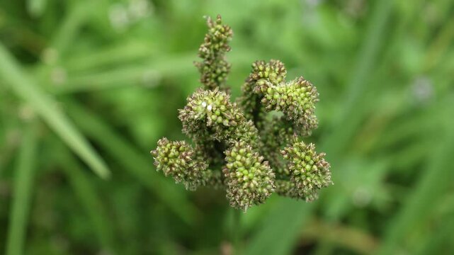 Eleusine coracana or finger millet plants in Nepal