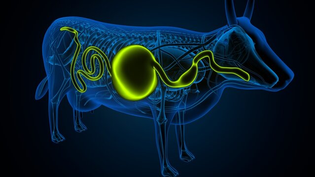cow digestive system lungs and large intestine system anatomy. 3d illustration