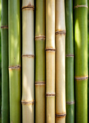 Obraz premium Close-up of bamboo stalks, highlighting textures, light contrasts, and serene natural beauty.