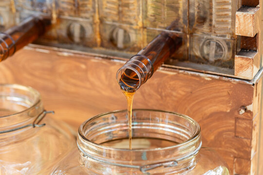 Raw honey flowing into jars from hive