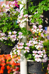 Beautiful white and pink blooming geranium flowers in hanging decorative flower pot in garden.
