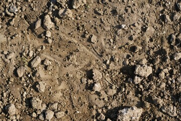 Photo of Brown soil dirt surface. Background texture for backdrops or mapping