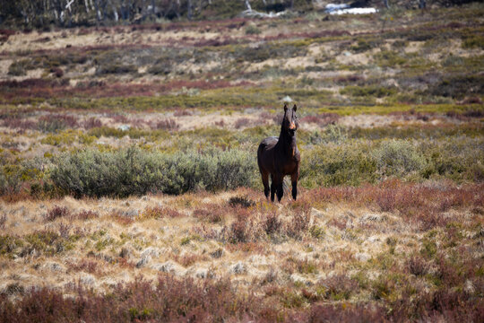 Wild (feral) Snowy Mountains brumby stallion in open grassy field
