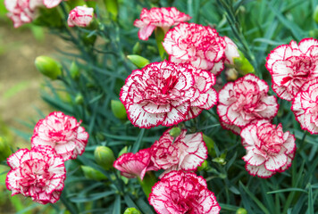 A bouquet of pink and white Dianthus caryophyllus flowers