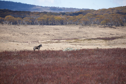 Wild (feral) Snowy Mountains brumby standing in open grassy field