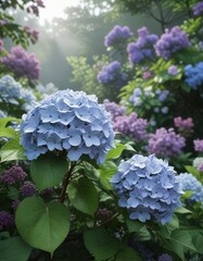 Softly falls morning dew on hydrangeas and lilacs , warm tones, hydrangea