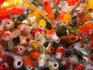 Top view colorful KOI fish is opening mouth and hungry is in the pond, Many carp fish is swimming and eating