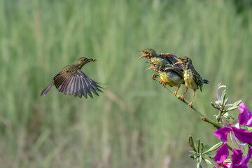 Sun-bird Female feeding new born chicks on branch