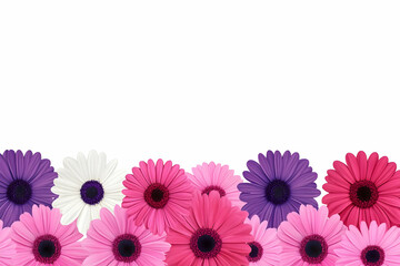 Vibrant Gerbera Daisy Floral Illustration