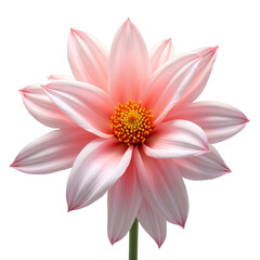 A beautiful, delicate flower with six petals and a vibrant yellow center