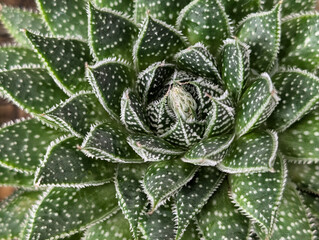 Close Up of Aristaloe Aristata Lace Aloe also known as torch plant