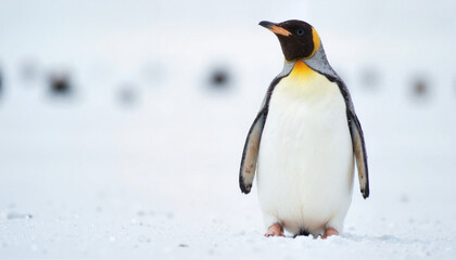 Fototapeta premium King penguin standing in snowstorm on Antarctic shoreline, resilience