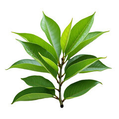 Fototapeta premium A small, green plant with shiny leaves
