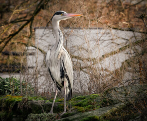 Graureiher am Seeufer
