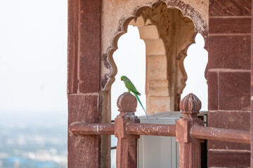 Papagei sitzt auf Mauer von Mehrangarh Festungsanlage in Jodhpur Rajasthan Indien
