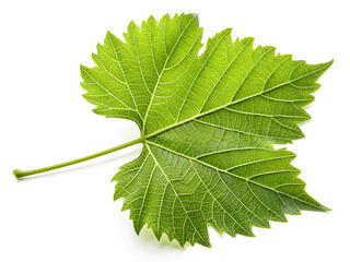 Close up grape leaf isolated on white background