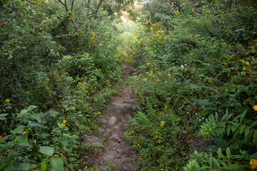 Mountain hiking trail to climb Mount Picacho in the Oaxaca Valley in Mexico.
