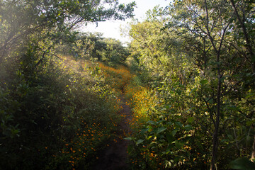 Mountain hiking trail to climb Mount Picacho in the Oaxaca Valley in Mexico.