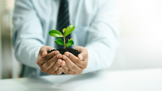World environment day. Business hands holding green plant for environment sustainable development goal. Green business company and esg, csr concept. Corporate social responsibility