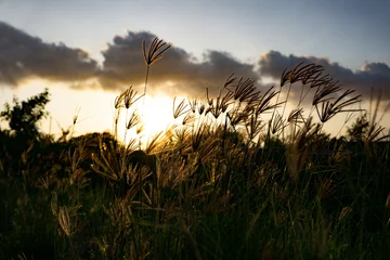 Fototapete Sonnenuntergang The sunset behind tall prairie grasses. Natural nature background.  © Maria Marganingsih