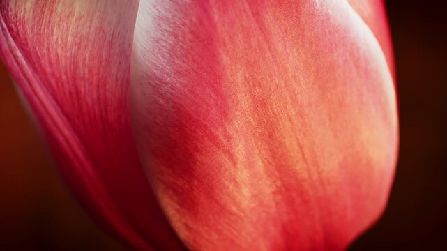 A red Tulip flower head in macro close up with a rotating camera move stock footage