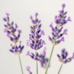 Obraz premium Lavender flowers on a soft background with a focus on their natural beauty