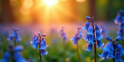 Serene Sunset Bloom Delicate Bluebells Bask in Golden Hour Light